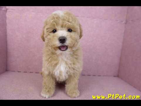 02/18泰迪比熊母幼犬(屏東市)