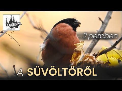 Süvöltő