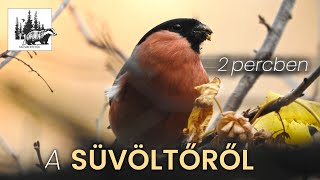 Süvöltő – fajismertető videó