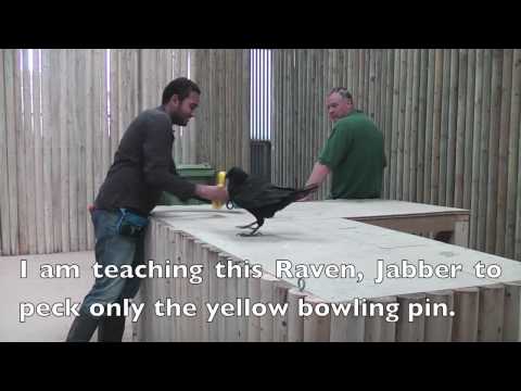 Raven Training (Jabber)