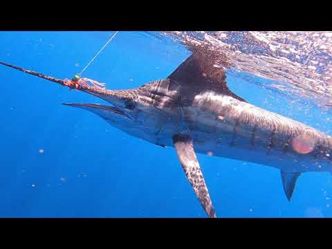 Wildside Sportfishing