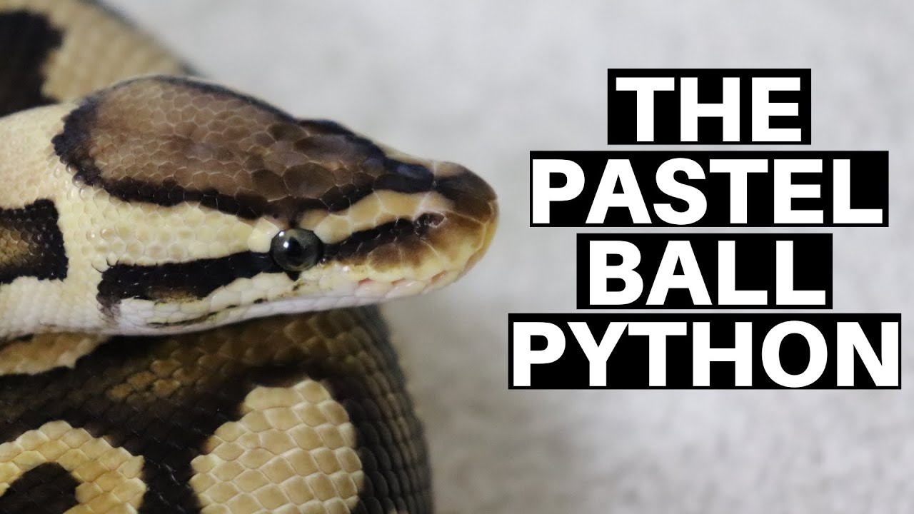 Morph Guide #1: The Pastel Ball Python - Benjamin's Exotics