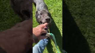 Video preview image #1 German Shepherd Dog Puppy For Sale in Millburn, NJ, USA