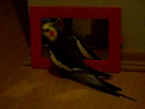 Conversando com o espelho