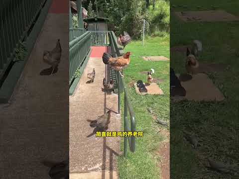 夏威夷野鸡为什么泛滥？ #野鸡泛滥 #夏威夷野鸡 #涨知识