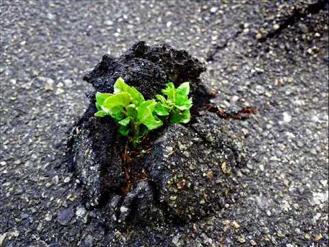 IGNICIÓN, CAUTELA - Respuesta Inminente