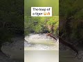 Spectacular Tiger Jumps in Water river  #shortsviral #ytshorts #wildlife #tiger