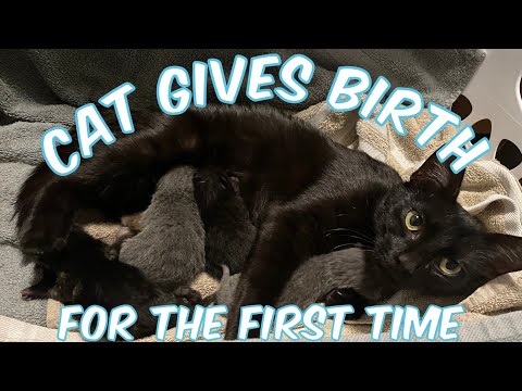 One Year Old Cat Gives Birth For The First Time | Emotional