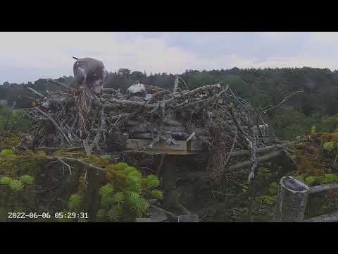 First View of Poole Harbour Osprey Chick: 022 Feeding 06/06/22