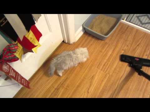 Kitty vs Vacuum Cleaner