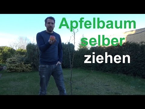 Growing an apple tree yourself Propagating apples from seeds Germinating apple seeds