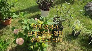 천안 광덕산 수국 핑크벨벳 식재 아름다운조화