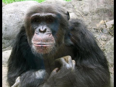 Dzika Przyroda Indii 7.Wędrówka Małp