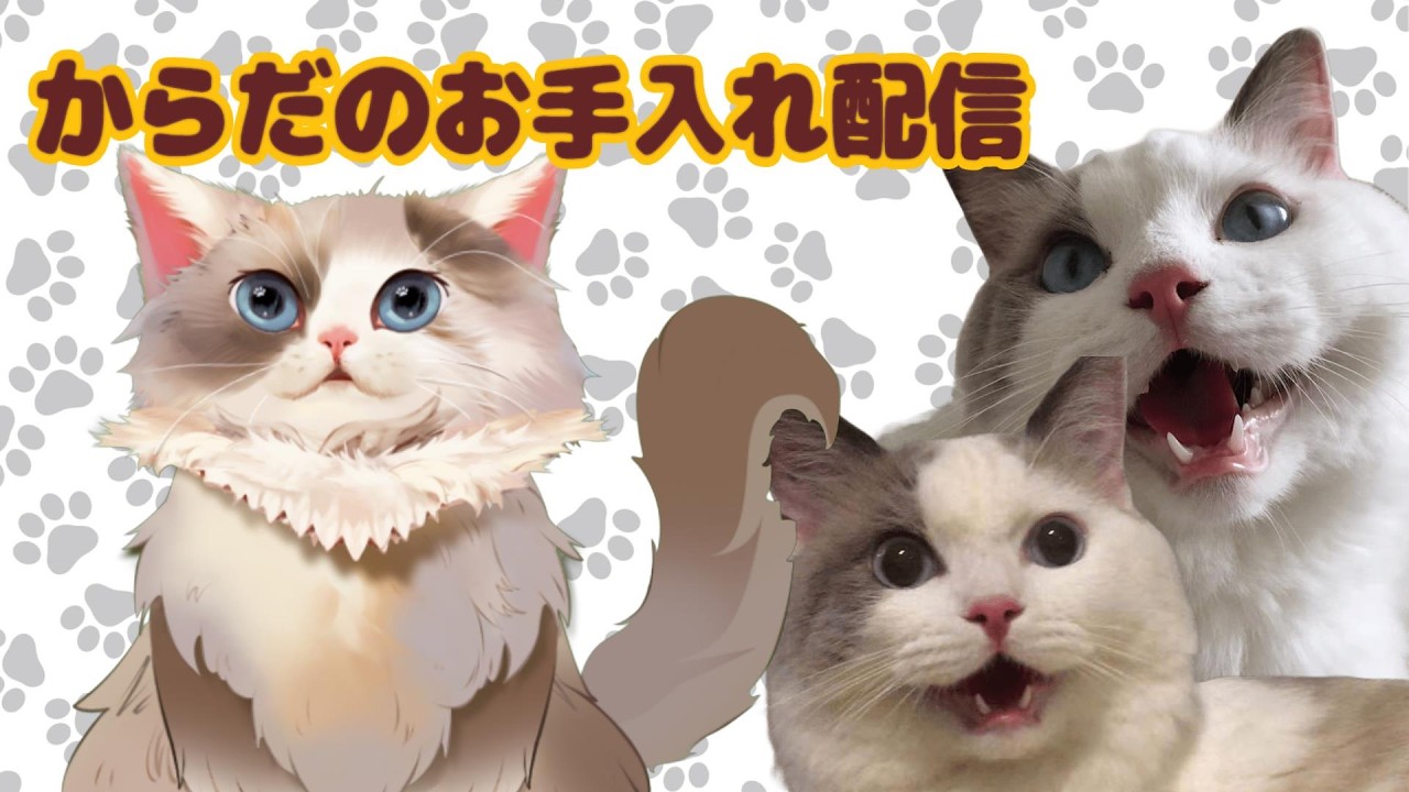 【#猫】からだのお手入れをする縦型配信 ＃73【#ケモノ系Vtuber】#shorts