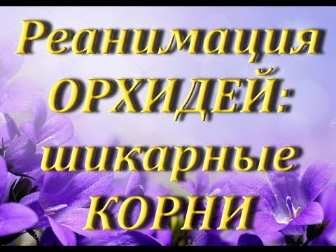 РЕАНИМАШКИ нарастили ШИКАРНЫЕ КОРНИ