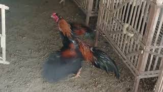Download lagu Ayam jagoku mp3 Download lagu Ayam jagoku mp3
