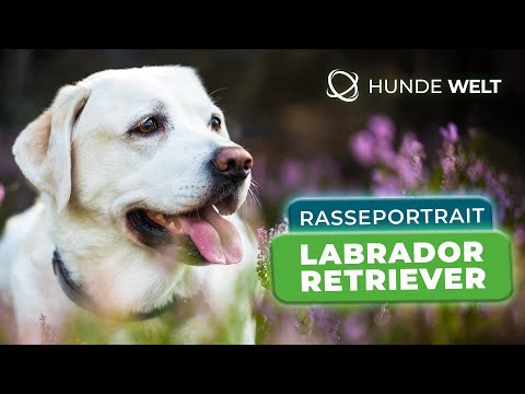 Labrador Retriever - Rasseportrait | Aussehen, Charakter und Erziehung
