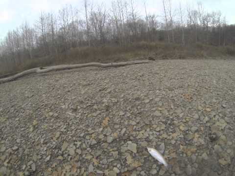 log jam Elk Creek jack