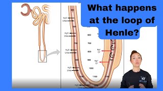MCAT Biology: Loop of Henle
