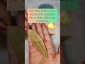 Harness The Power Of Bay Leaf Manifestation Release Manifest With Bay Leaves