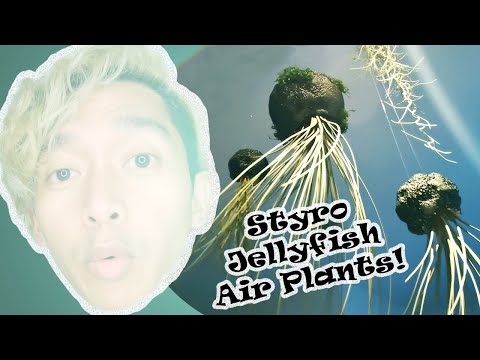 DIY | Styrofoam Jellyfish Air Plant