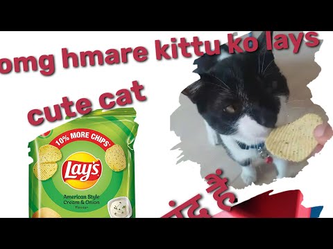 omg मेरी kittu lays चिप्स खाती hai, kittu का favorite snack🤫🤫😊😚