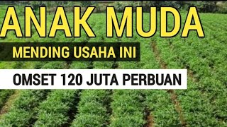 Download lagu 10 PLANTS THAT MAKE MONEY SUPER FAST, LITTLE CAPITAL, BIG PROFIT mp3