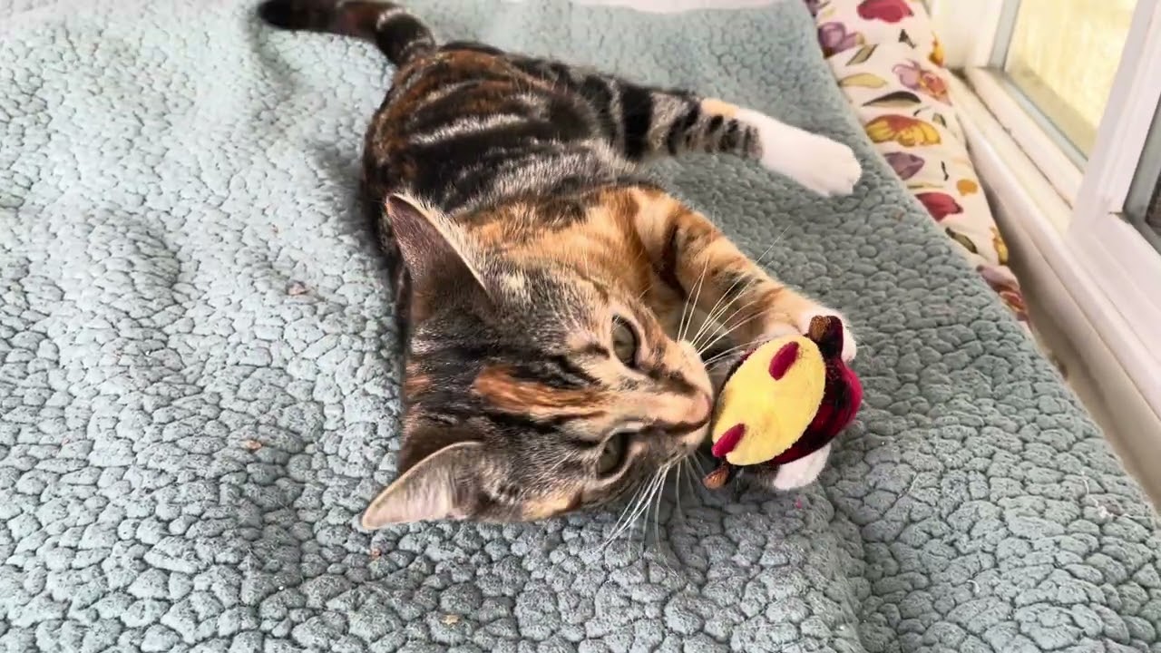 Violet, an adopted Calico in Midway City, CA video 4/4