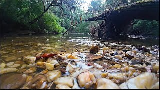 Download lagu CAN YOU CATCH A WILD BASS ON DAIWA'S CHEAPEST REEL ????? mp3 Download lagu CAN YOU CATCH A WILD BASS ON DAIWA'S CHEAPEST REEL ????? mp3