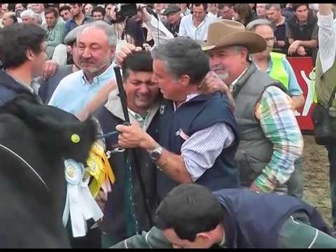 Gran Campeón Angus 2017