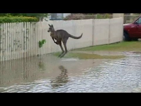 Canguru surpreende pulando sobre águas na Austrália