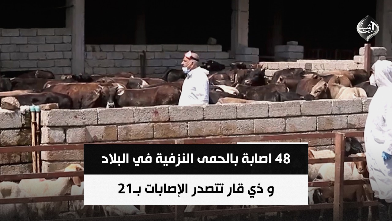 فيديو | 48 اصابة بالحمى النزفية في البلاد و ذي قار تتصدر الإصابات بـ21