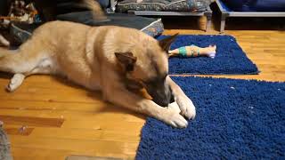 Video preview image #1 German Shepherd Dog-Unknown Mix Puppy For Sale in Sebec, ME, USA