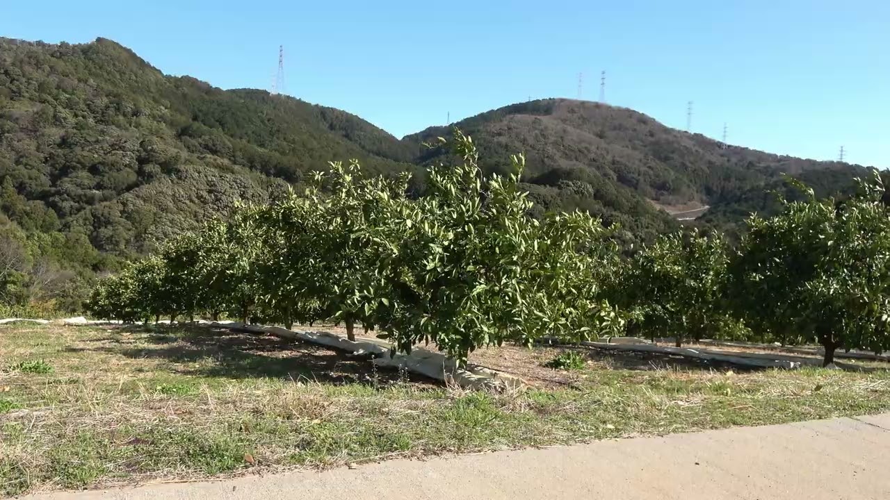 春の肥料撒き！！