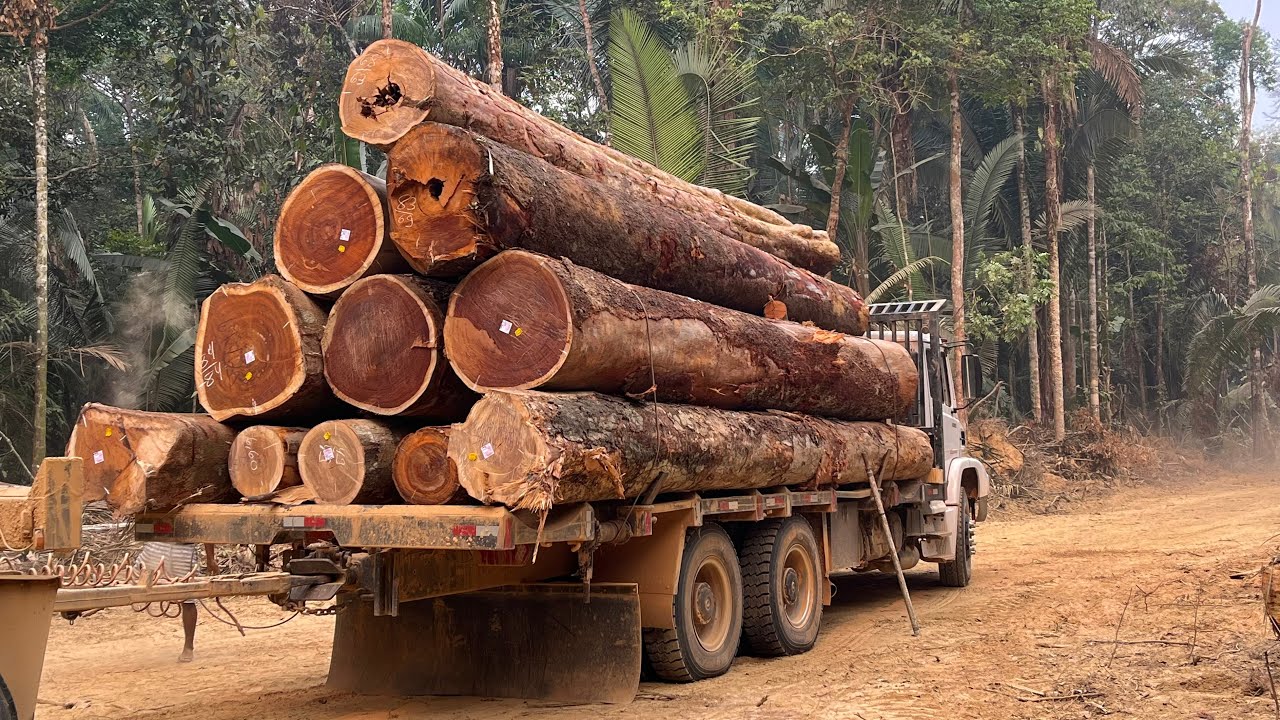 Operador da Carregadeira W20 fazendo Duas carga de madeira incríveis no manejo. Mafia da tora