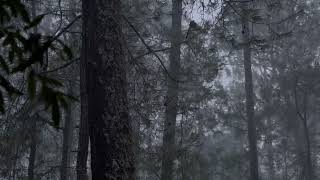 Download lagu Instupendo_Comfort Chain, with the sound of rain mp3