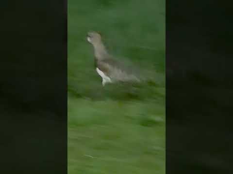 Capivaras em Dourados Mato Grosso do Sul e são bem mansinhas