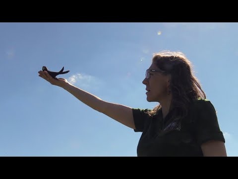 JAWOR. Pierwsze loty jerzyków