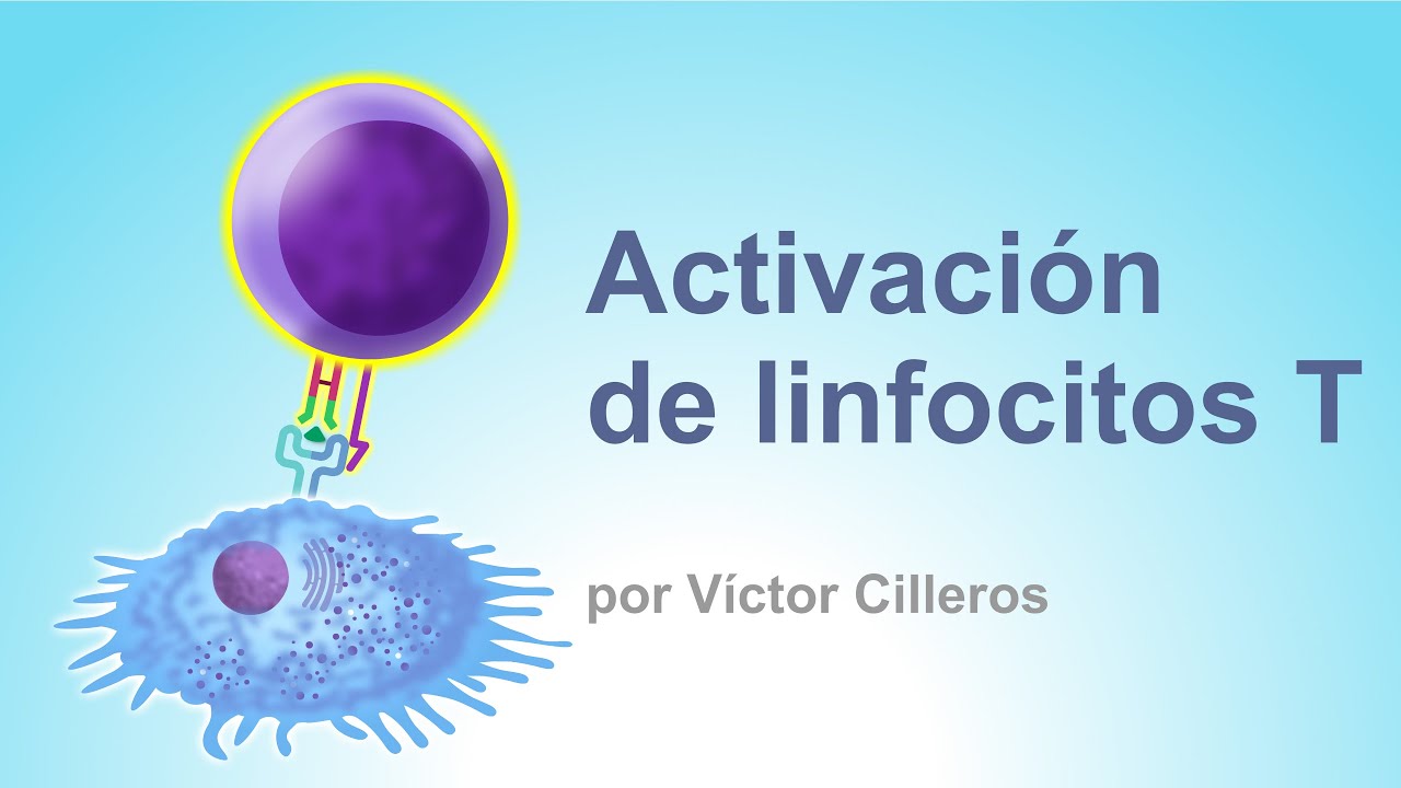 Activación de linfocitos T