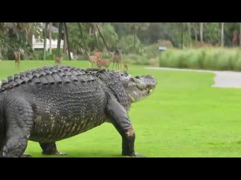 HUMONGOUS Alligator Scares Deer At South Carolina Golf Course