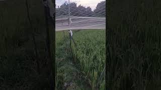 Download lagu Sore cek jaring burung mp3