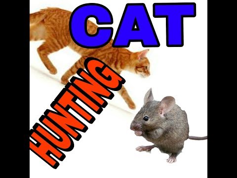 How to train your cat to catch a mouse..or become a mouse hunter with proof 100% working