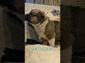 Mixed Breed dogs for sale: Rocky Balboa - Video 1