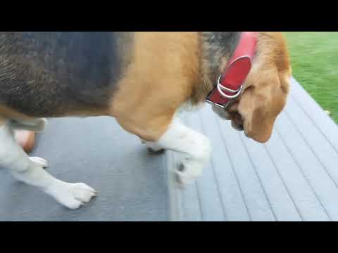 Beagle Dog