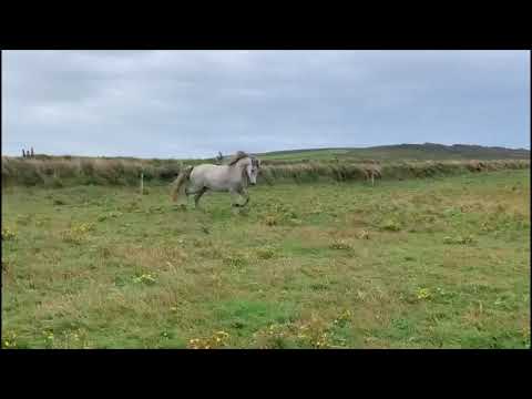 Donedeal - 3 Year Old Gelding for Sale by Clonaslee Captain Cristo.