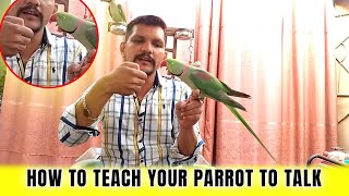 How to Teach Your Parrot to Talk ?? | اپنے طوطے کو بات کرنا کیسے سکھائیں۔ | PBI Birds