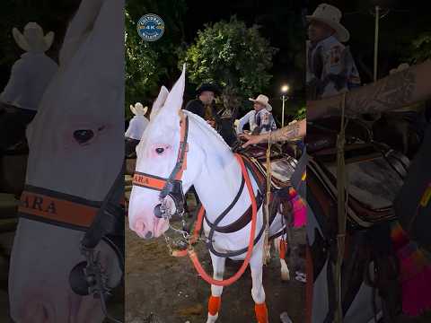 🐴 Hermoso mular de la finca la BETULIA Rivera Huila 🇨🇴 #colombia #culturas4K #women #horses