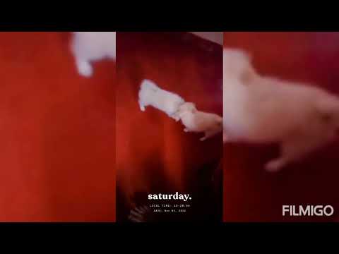 my home life dogs I Love you 🥰😘😘😍🥰😘😘😚