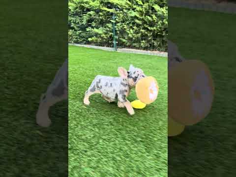 Video 4