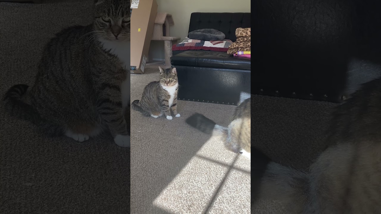 Sky Captain, a Adoptable Domestic Short Hair in Fairfax Station, VA video 6/6
